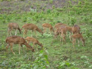 Mrugavani national park