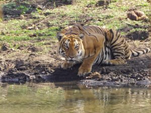 Mudumalai National park