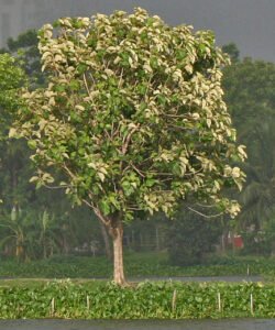 Flora in Deepor Beel