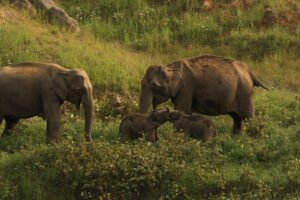 Anamalai Tiger Reserve 