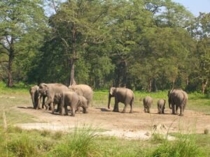Jaldapara national park
