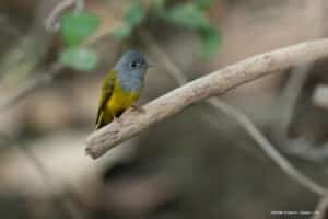 Gir National park 