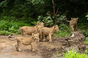 Gir National Park 