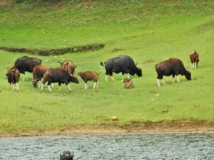 Rajbari national park