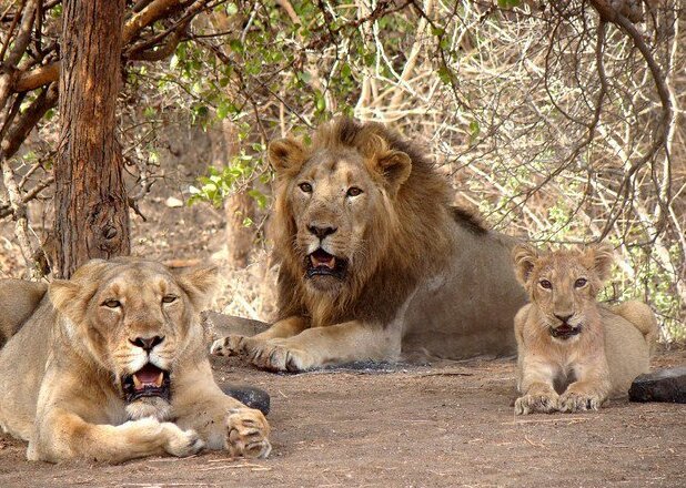 Gir National Park