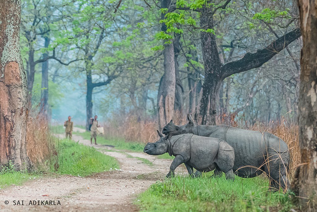 Rhinos from Kaziranga National Park